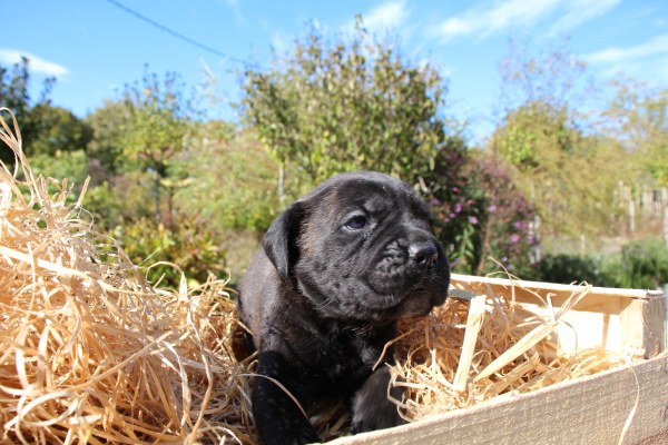 Portrait de Chiot 4 du Sang d'Orthos